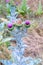 Closeup photo of a thistle wildflower