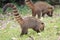 Closeup photo with two coatis in the park of Iguazu, Argentina - wildlife, nature, animals