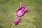 Closeup photo with two isolated violet tulip flowers in Luxembourg Gardens in Paris and abstract background