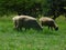 Closeup photo of two ram Hampshire sheep grazing in a lush bright green grass field