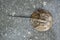 Closeup photo of upper part of horseshoe crab with long tail