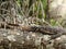 Closeup photo of varan sitting on the tree branch in wildlife at jungle forest