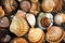 Closeup photo with variety of shells found on the beach in Torrox, Spain