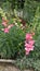 Closeup photo of Vibrant and Colorful Spring flowers and plants in garden