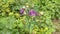 Closeup photo of Vibrant and Colorful Spring flowers and plants in garden