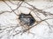 Closeup photo of a wall with broken stucco and entwined branches