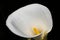 Closeup photo of a white calla lily