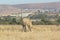 A closeup photo of a white cow grazing behind an electric fence surrounded by brown grass fields and green trees and hill tops