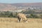 A closeup photo of a white cow grazing behind an electric fence surrounded by brown grass fields and green trees and hill tops