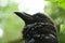 Closeup photo of wild black raven head