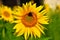 Closeup photo from a wonderful sunflower