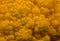 Closeup photo of yellow cauliflower