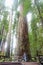 A closeup photo of a young man standing beside and admiring a massive redwood in Stout Grove in Jedediah Smith Redwoods State Park