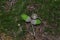 Closeup photograph of acorns on moss on the ground in a forest.