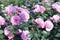Closeup photograph of blooming pink roses