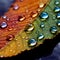 closeup photograph captures the exquisite beauty of water droplets on the surface of a leaf.