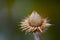 Closeup photograph of a dried echinacea pod