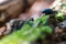 Closeup photograph of a dung beetle on a weathered wooden log