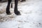 Closeup photograph of horse legs as they stand in the crisp winter snow