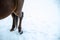 A closeup photograph of horse legs and feet as they stand in the crisp winter snow.