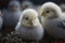 Closeup photograph of one day old chickens