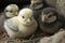 Closeup photograph of one day old chickens