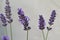 Closeup photograph of purple lavender flowers.