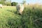 A closeup photograph of a sheep grazing in a clover field