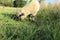 A closeup photograph of a sheep grazing in a clover field