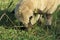 A closeup photograph of a sheep grazing in a clover field