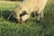 A closeup photograph of a sheep grazing in a clover field