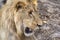 Closeup photograph of a young male lion snarling and looking intimidating.