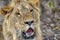 Closeup photograph of a young male lion snarling and looking intimidating.