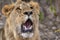 Closeup photograph of a young male lion snarling and looking intimidating.