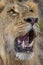 Closeup photograph of a young male lion snarling and looking intimidating.