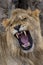 Closeup photograph of a young male lion snarling and looking intimidating.