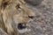 Closeup photograph of a young male lion snarling and looking intimidating.