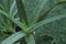 Closeup photography of the aloe vera plant