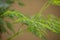 Closeup photography of moringa oleifera plant leaves