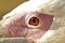 Closeup photography of a pelicans eye