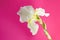 Closeup photography of white iris on pink background