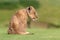closeup photos of lion cub in blur green background