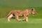 closeup photos of lion cub in blur green background