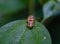 Closeup of Photuris bug on a leaf,  firefly