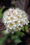 Closeup of Physocarpus opulifolius \\\'Diablo\\\' blooms