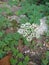 A closeup pic of an alyssum or alysso spontaneous flower in a garden