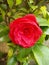 A closeup pic of a colorful japanese camelia flower