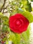 A closeup pic of a colorful japanese camelia flower