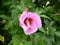 A closeup pic of a colorful pink hollyhocks plant flower