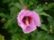 A closeup pic of a colorful pink hollyhocks plant flower